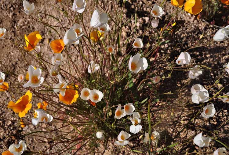 wildflowers
